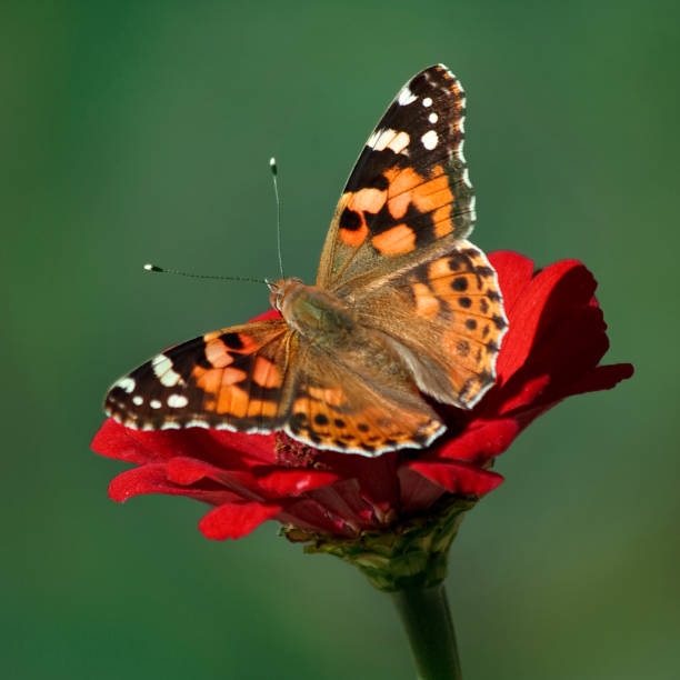 istock Vanessa cardui, colorful butterfly Painted lady. 1080175294