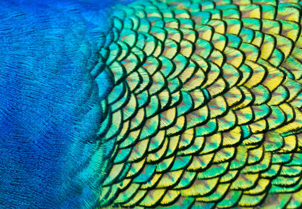 istock Details and patterns of peacock feathers. 1080175840