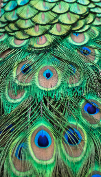 istock Details and patterns of peacock feathers. 1080176064
