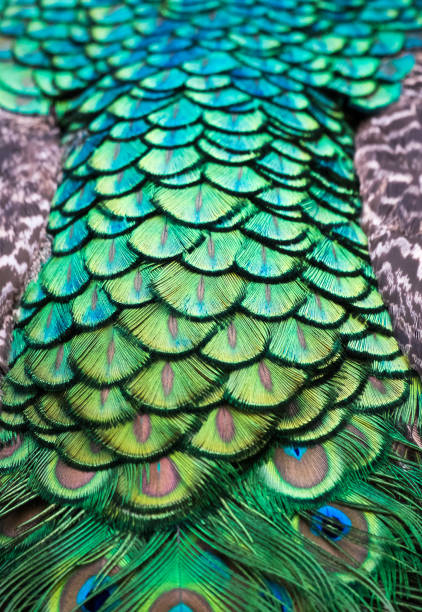 istock Details and patterns of peacock feathers. 1080176090