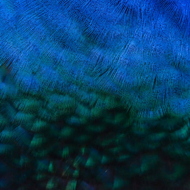 istock Details and patterns of peacock feathers. 1080176228