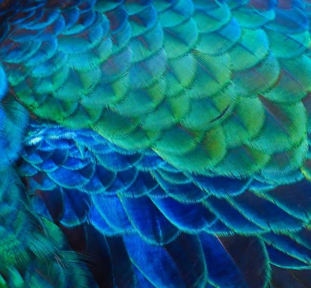 istock Details and patterns of peacock feathers. 1080176322