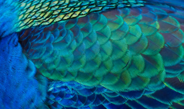 istock Details and patterns of peacock feathers. 1080176456