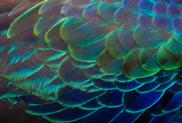 istock Details and patterns of peacock feathers. 1080176756