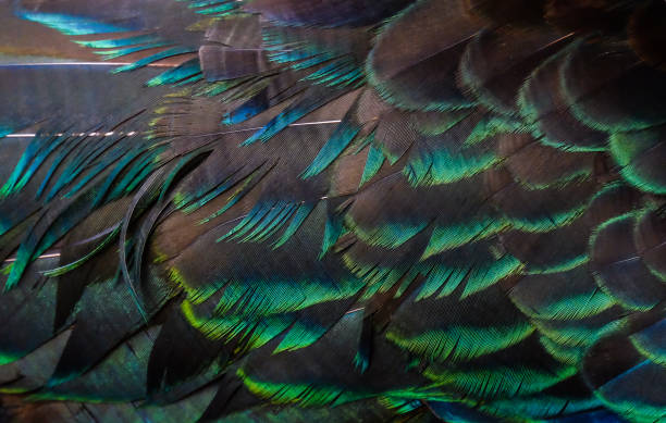 istock Details and patterns of peacock feathers. 1080176758