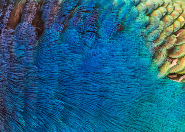 istock Details and patterns of peacock feathers. 1080176876