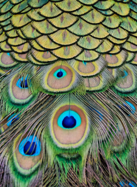 istock Details and patterns of peacock feathers. 1080176878