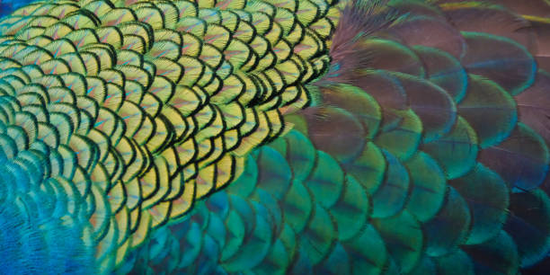 istock Details and patterns of peacock feathers. 1080176998