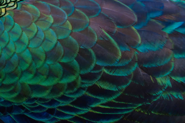 istock Details and patterns of peacock feathers. 1080177022