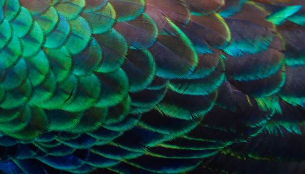 istock Details and patterns of peacock feathers. 1080177064