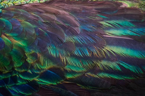 istock Details and patterns of peacock feathers. 1080177070