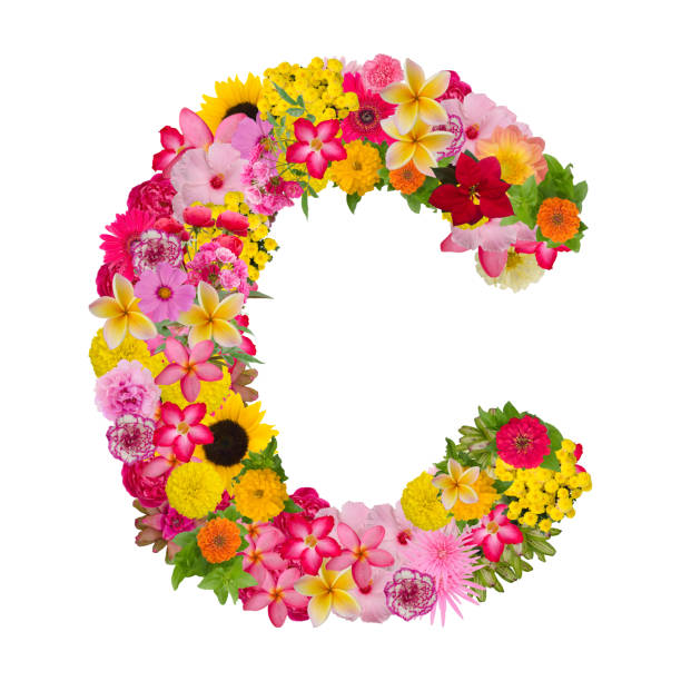 Letter Calphabet with flower ABC concept type as logo Letter C alphabet with flower ABC concept type as logo isolated on white background. With clipping path adenium photos stock pictures, royalty-free photos & images