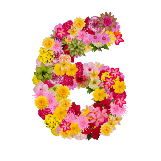 Number 6 made from flower isolated on white background.