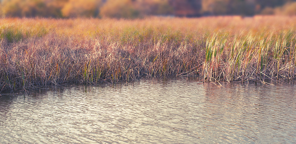 Banner natural autumn landscape river Bank dry grass reeds water nature. Selective focus blurred background