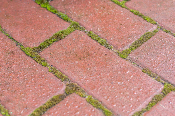 istock Moss in the joints as a nuisance for gardeners and homeowners 1080180642