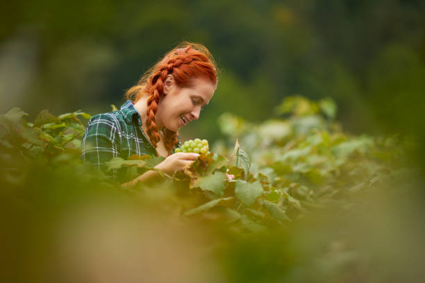 istock picking up grapes in autumn day 1080181548