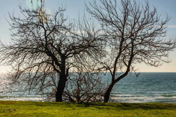 sunlight and trees by the sea