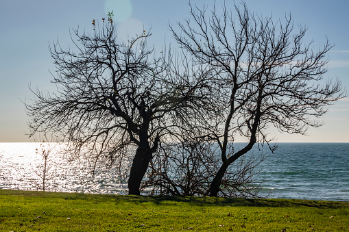 sunlight and trees by the sea