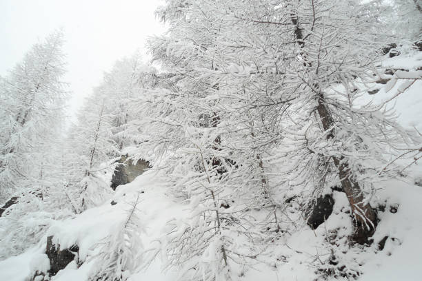 istock alpine slope with coniferous trees; white frost on larches 1080185950