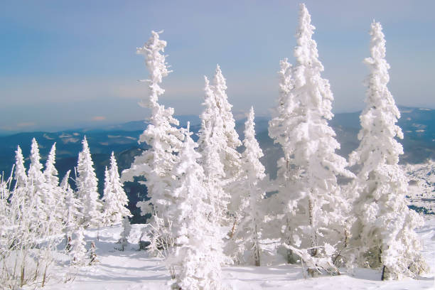 istock sunlit slim spruces covered densely with white frost on a winter lovely day 1080186692