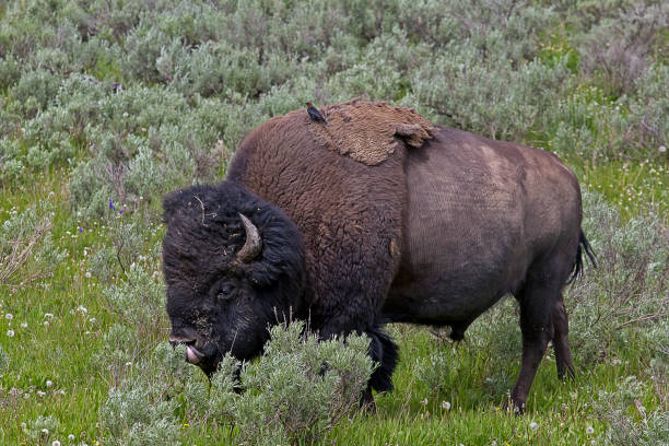 istock Wild Bison grazing in Yellowstone National Park 1080192178