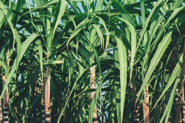 sugarcane plants grow at field stock photo