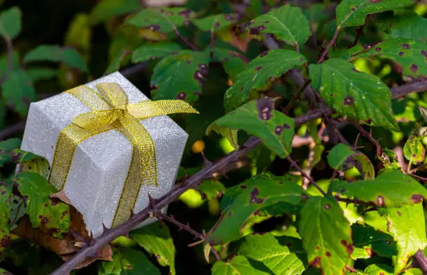 Small gift box in a natural tree with unfocused background.