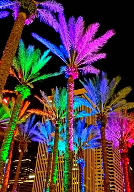 The Palm trees at Curtis Hixon Park in Tampa, FL lit up at night