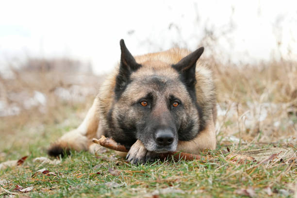 Sad Dog Portrait