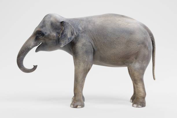 istock Realistic 3D Render of Asian Elephant - Female 1080211886