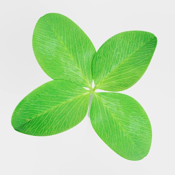 istock Realistic 3D Render of Clover Plant 1080212014