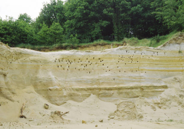 L 12-13cm.\nBreeds colonially in vertical sandy or earth banks, e.g. in gravel-pits and river banks, where nest is excavated (often a good metre horizontally into the earth). Rather tied to water, often seen in numbers hunting insects in low flight over lakes and rivers.\nSummer visitor (end March - begin October), winters in tropical W Africa. Prior to and during migration roosts commonly in large reed beds.\n\nThie Picture is made from a scan of a Color Slide\nLocation, Laon, France in 1981.