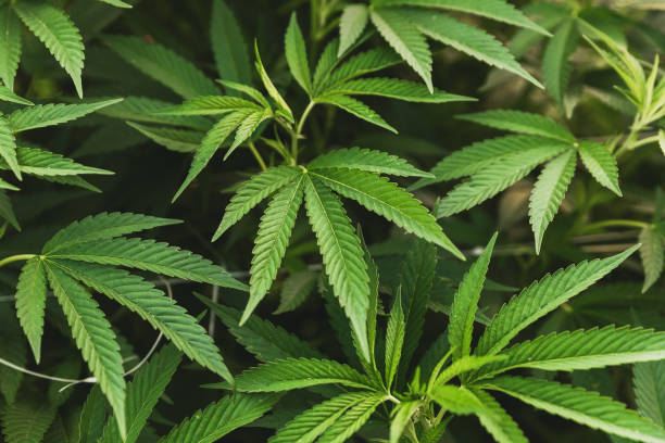 istock Cannabis Plants Growing Outdoors 1080216110