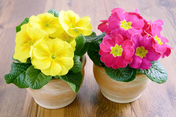 potted yellow and pink Primula flowers in flowerpots