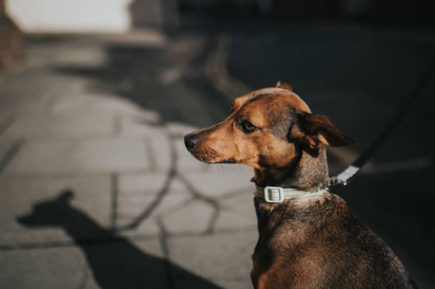 istock Hound dog portrait and his shadow. 1080223684