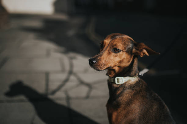 istock Hound dog and his shadow in the sidewalk 1080223694