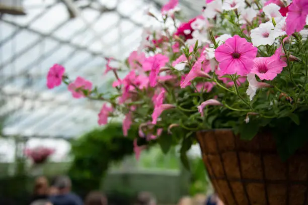 Potted flowers, greenhouse