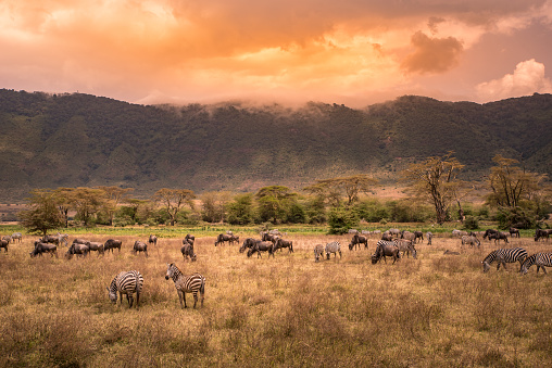 Paisaje de Ngorongoro crater animales salvajes - manada de cebras y ñus (también conocido como gnus) pastoreo sobre pastizales - al atardecer - área de conservación de Ngorongoro, Tanzania, África photo