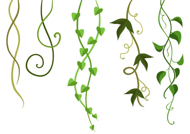 ilustraciones, imágenes clip art, dibujos animados e iconos de stock de retorcidas lianas silvestres ramas conjunto. - liana