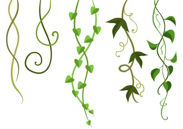 Vector illustration of Twisted wild lianas branches set.