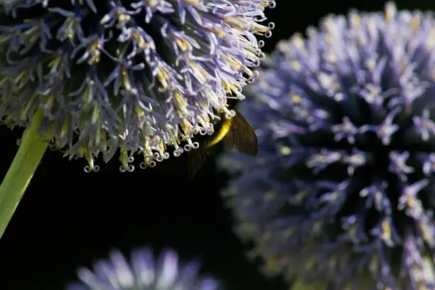 Globe thistles with bee