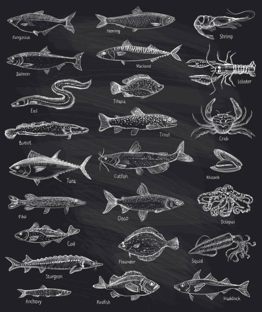 Fish and seafood hand drawn graphic illustration mega set Fish and seafood mega set, hand drawn illustration against chalkboard backdrop fish drawings stock illustrations