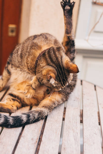 istock Beautiful graceful cat licks its wool 1080239342