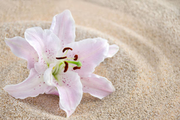 Lily in the sand close up