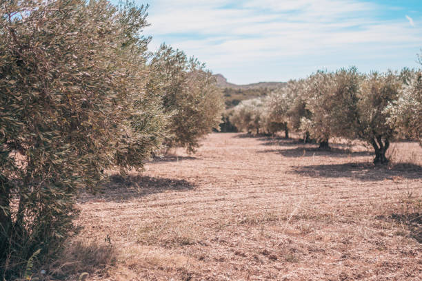 istock Olive grove in Provence against the backdrop of mountains 1080241430
