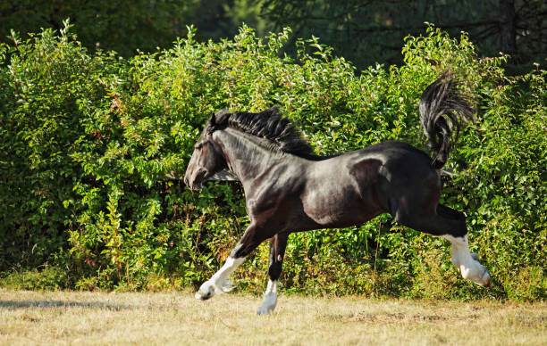 istock Shire Draft Horse stallion in summer farm 1080247844