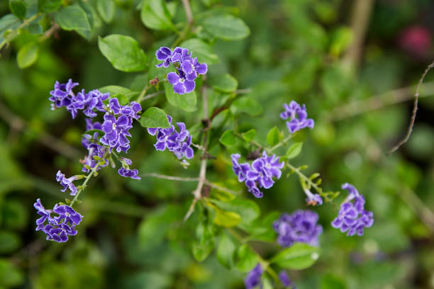 istock Beautiful violet flowers With branches and green leaves. 1080251054