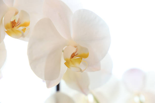 istock Closeup of a white orchid on white background 1080254850