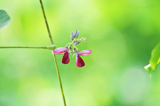 Pueraria lobata