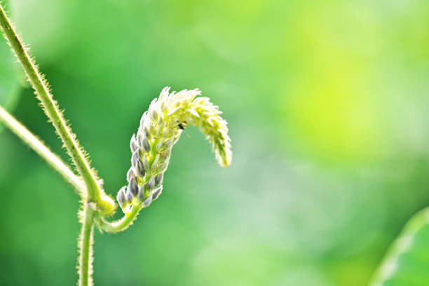 istock Pueraria lobata 1080254906